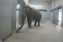 A large male Asian elephant with white tusks stands in a brightly lit barn at the Smithsonian's National Zoo