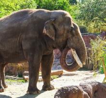 an elephant surrounded by bamboo and rocks