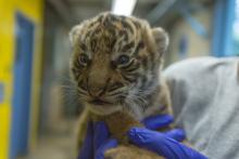 Sumatran tiger cub born July 11