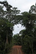 A photo of a person repelling from a canopy bridge in a tree