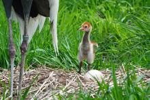 White-naped crane chick