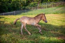 A Przewalski's horse colt at the Smithsonian Conservation Biology Institute. 