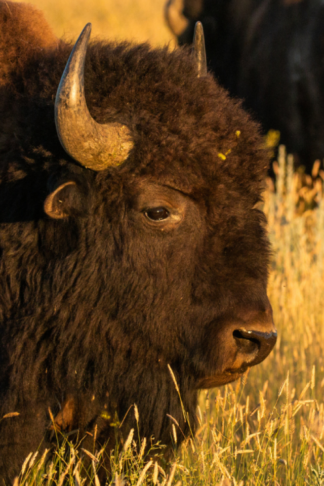 American bison grazing on prairie. 