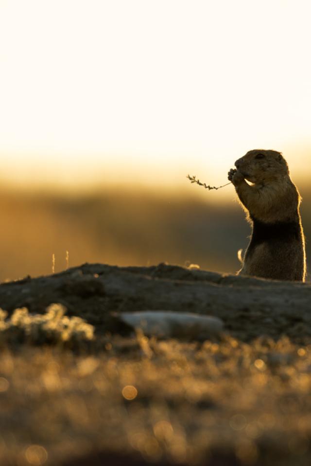 Photo of a prairie dog eating a blade of grass against the backdrop of the American prairie.