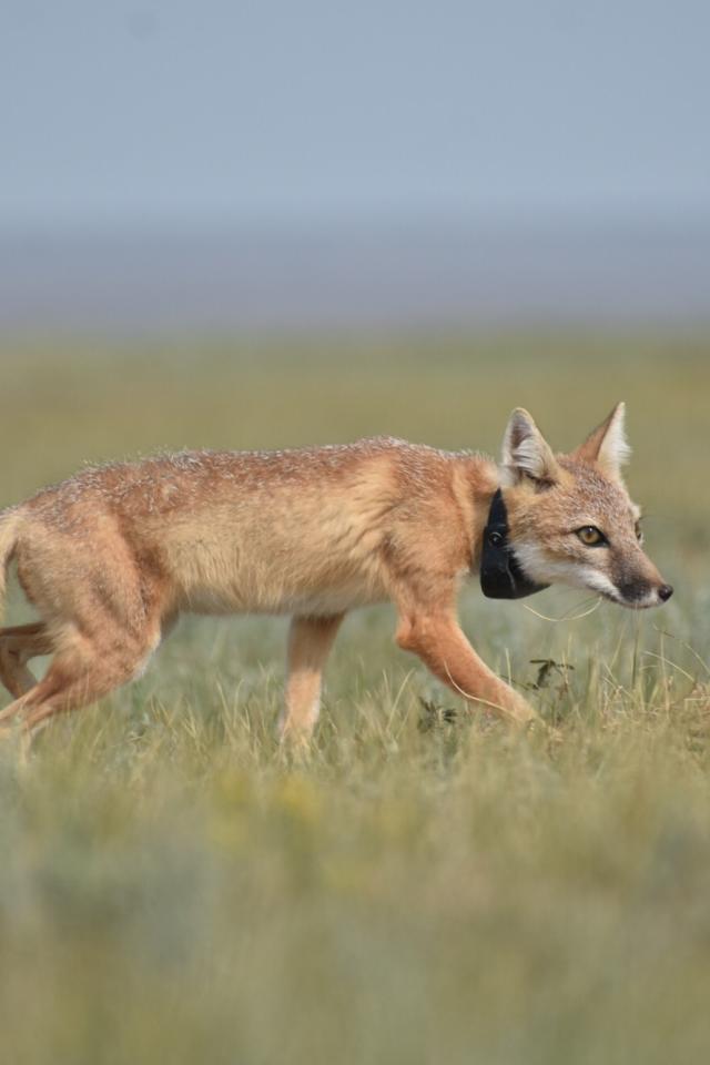 A swift fox wearing a GPS tracking collar walks through grasses in the open prairie of North-central Montana