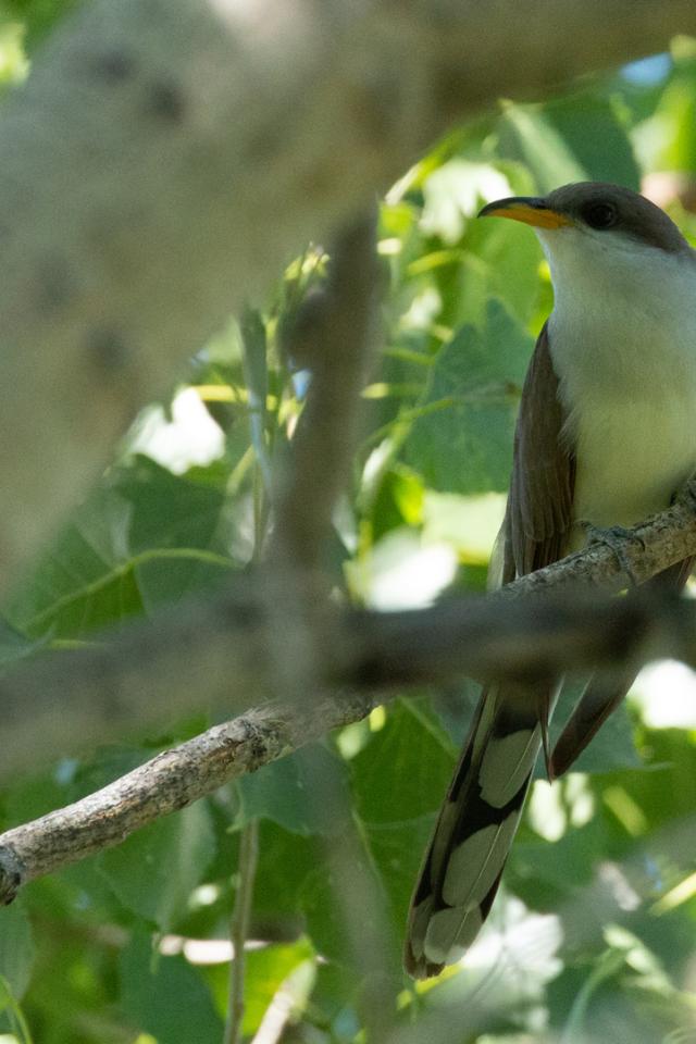 A bird, called a yellow-billed cuckoo, with a long tail and a yellow bill perches on a branch in a tree