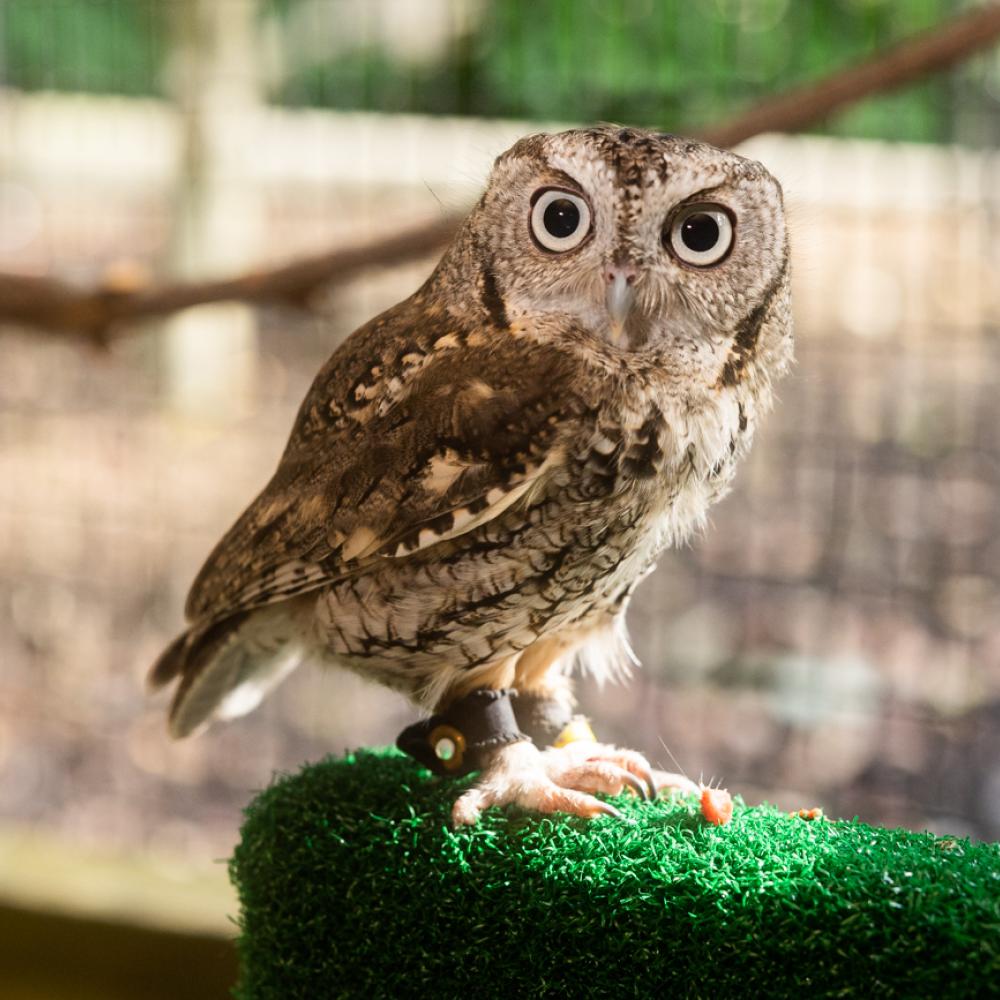 An eastern screech owl with brown-gray feathers, large round eyes, and sharp talons perched on pedestal covered with turf