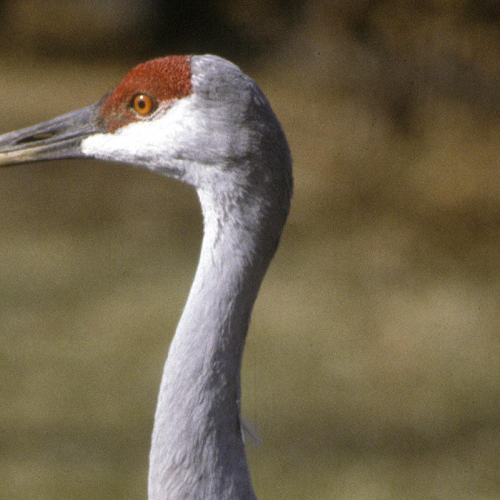 Closeup of a sandhill crane's head, which has a red cap, white cheeks, and a long yellow-gray beak.