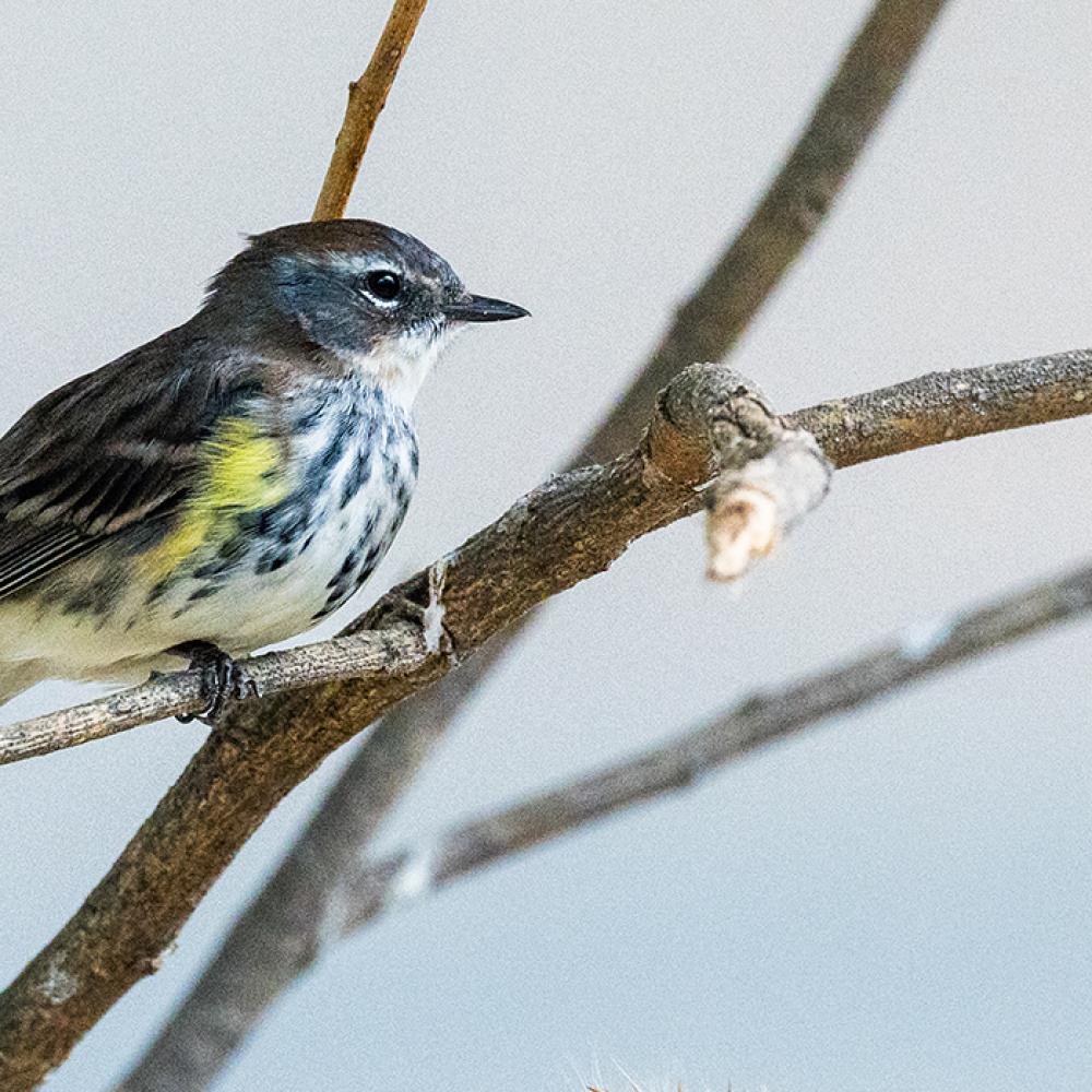 Yellow-rumped warbler at the Bird House