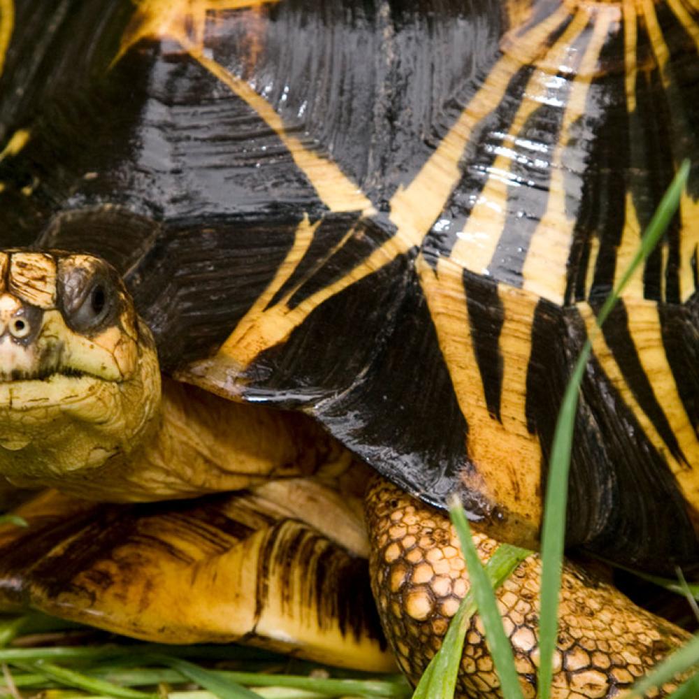 Black and yellow turtle in the grass. A yellow spot in the center of each scute has yellow rays extending from it