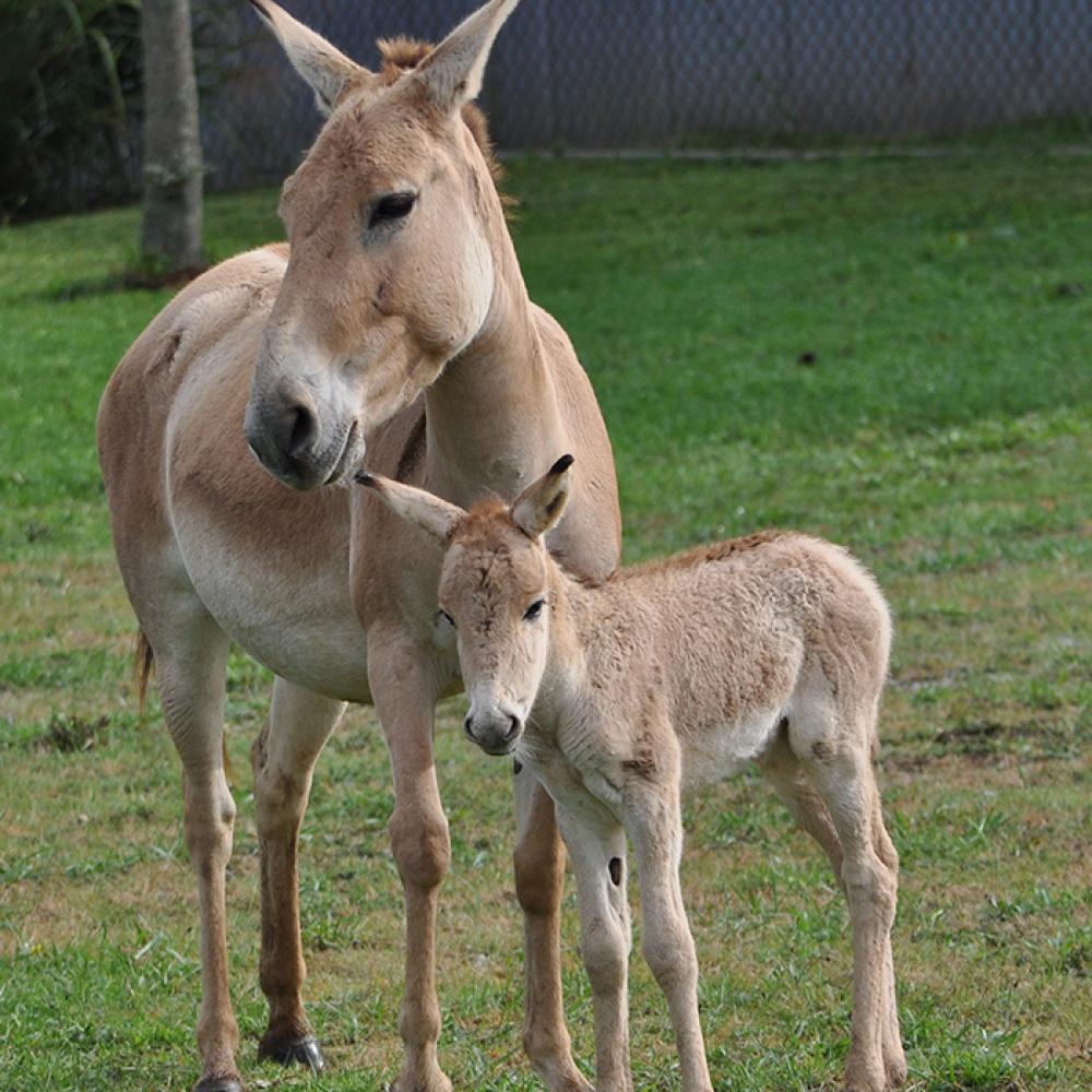 An adult and juvenile Persian onager standing in the grass