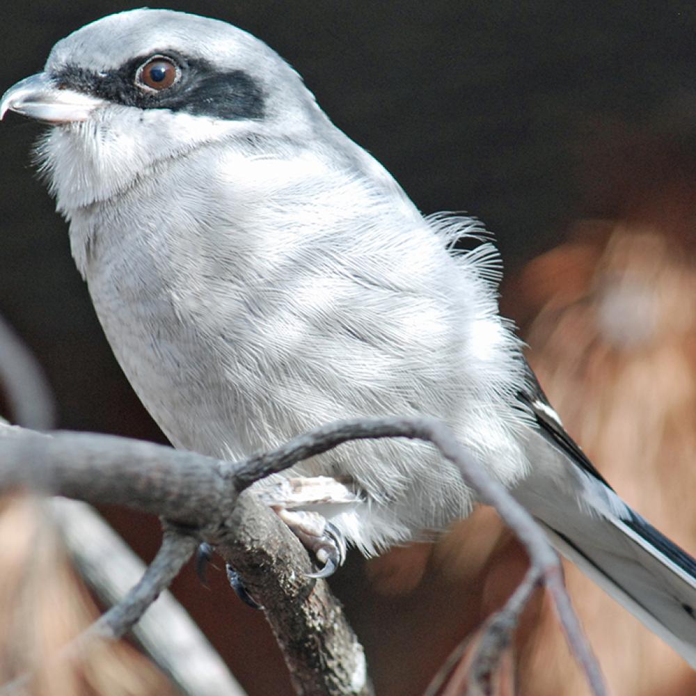 A loggerhead shrike perched on a branch