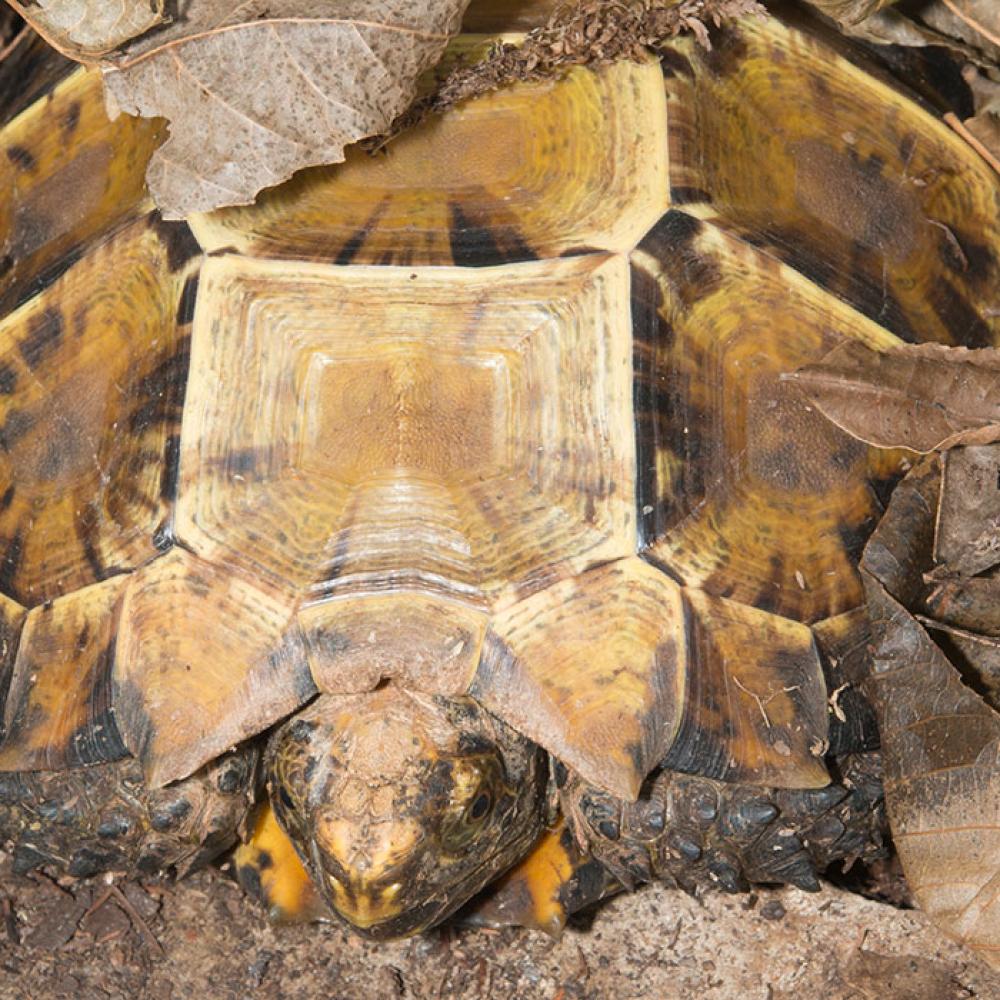 A small tortoise with a boxy shell, called an impressed tortoise, sits tucked into a pile of fallen leaves