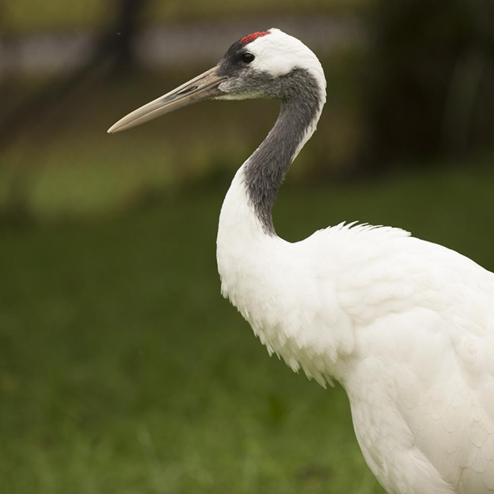 A red-crowned crane 