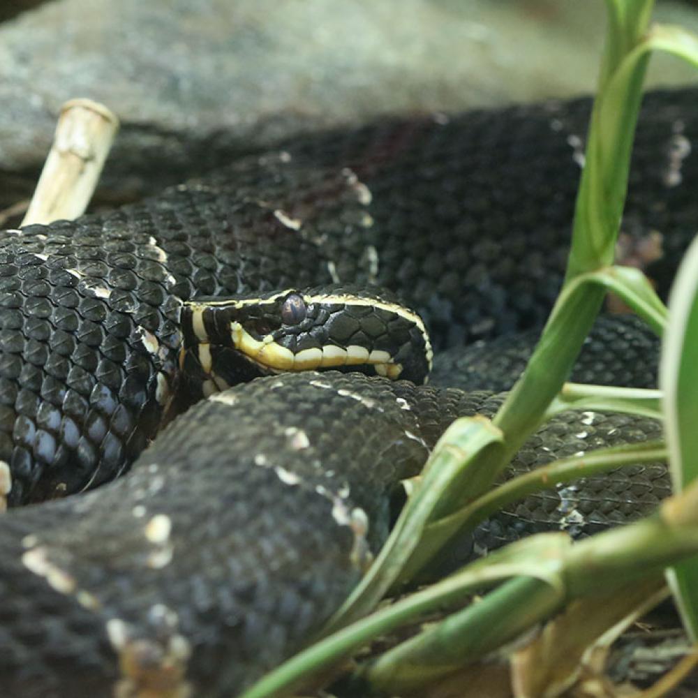 A dark gray-brown snake, called a Taylor's cantil, with white stripes on its head and light, triangular marks down its body