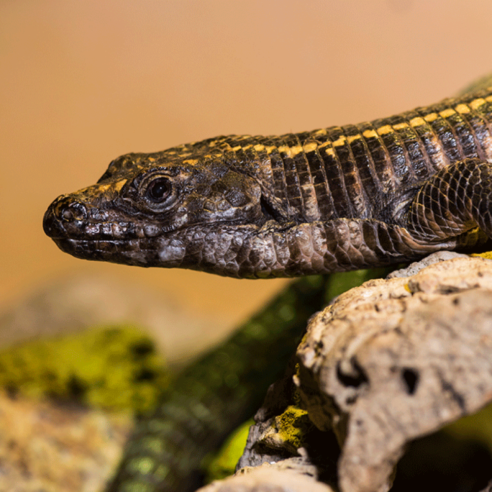 A lizard with a long, squat body, short legs and thick, plated scales.