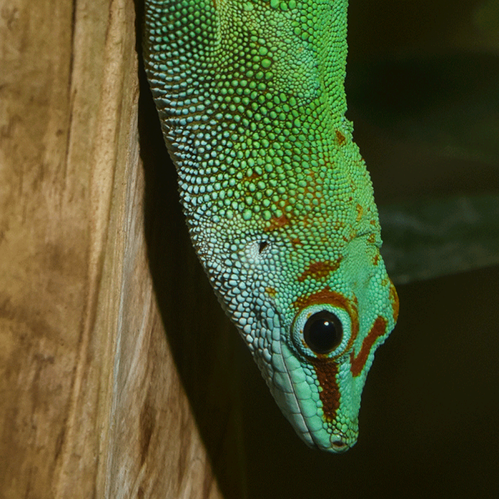  A large, bright green lizard (called a Madgascar giant day gecko) perched on the side of a tree, looking toward the ground