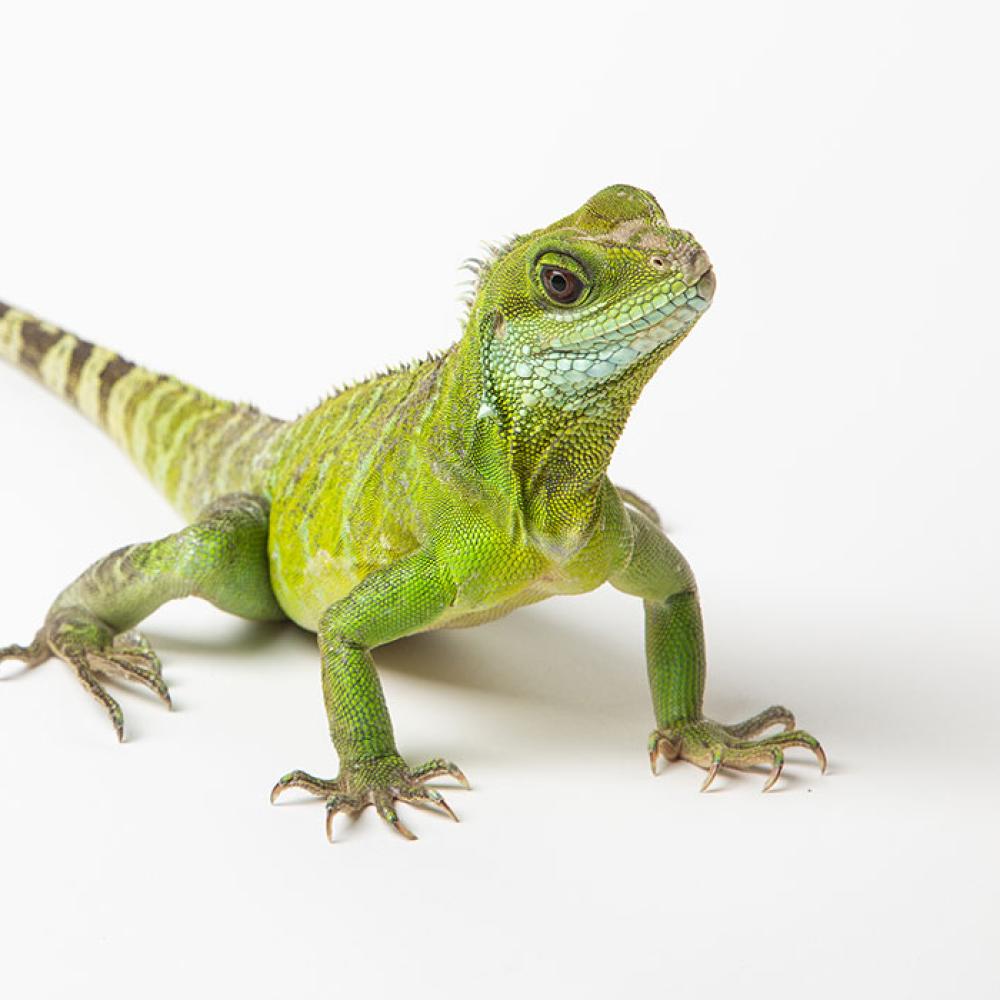 An Asian water dragon with long claws, a long, thin tail and scaly body