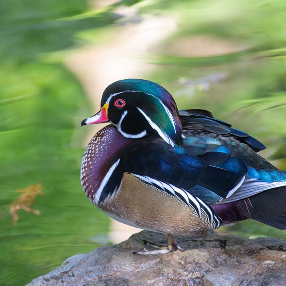 A multicolored wood duck with red eyes and webbed feet stands on a rock