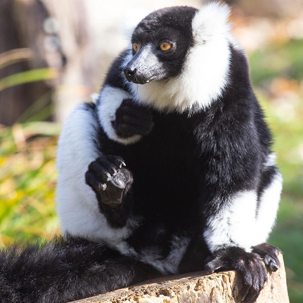 A small black-and-white ruffed lemur with thick fur, a mane around its face, long fingers and a long tail sits perched on a log