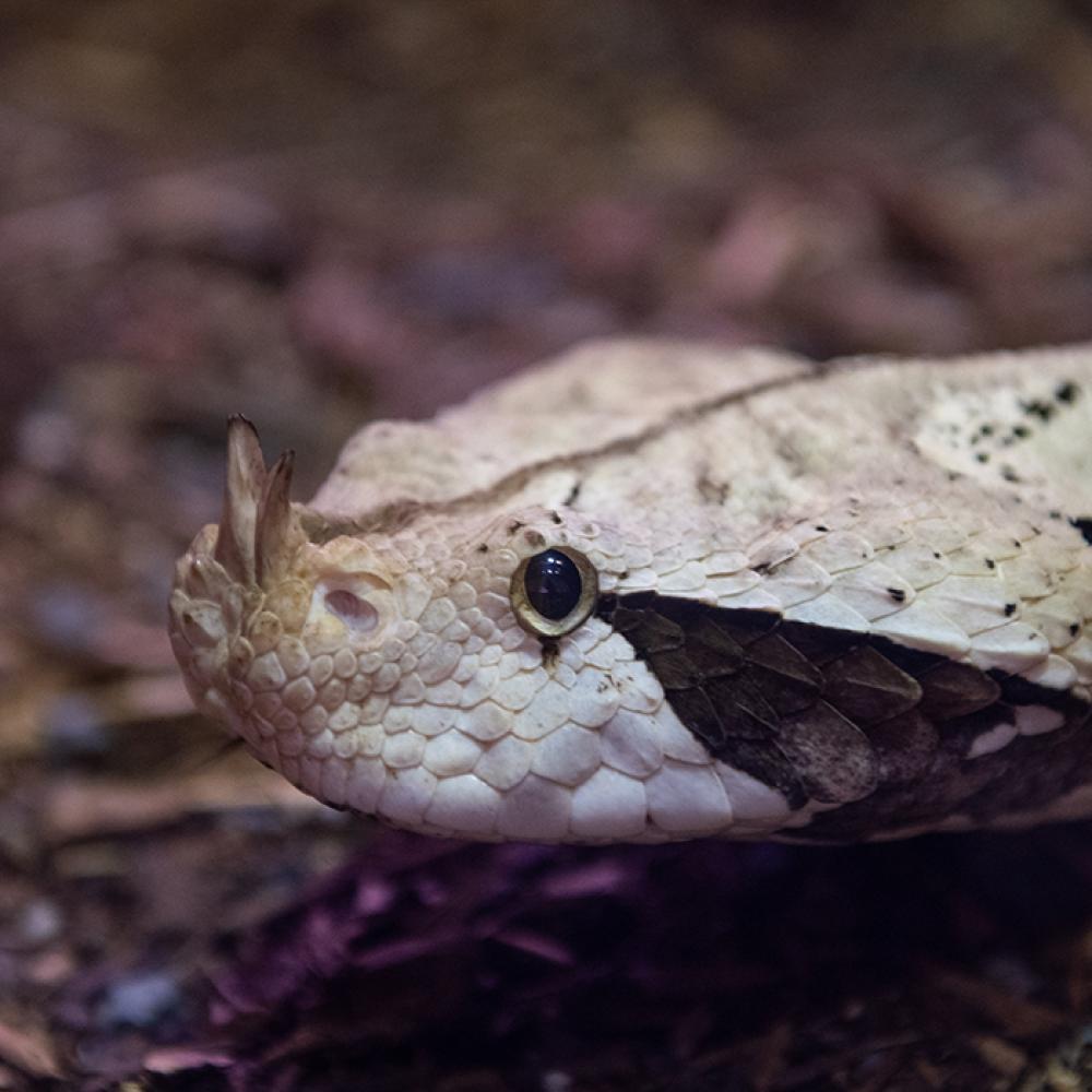 A snake, called a Gaboon viper, with a large body covered in white and black scales and two small horns extending from the tip of its snout.