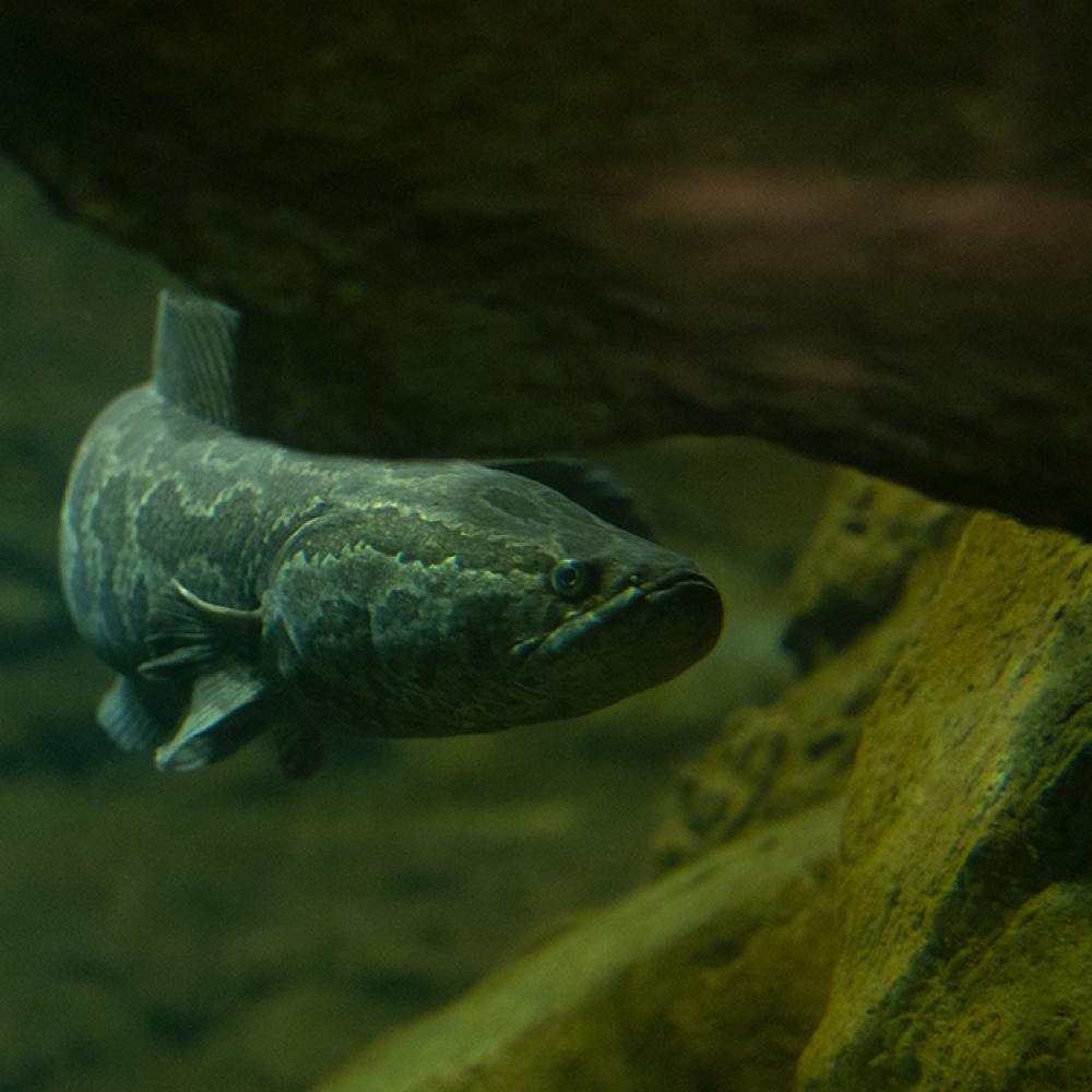 A northern snakehead fish swimming through water underneath a rock ledge