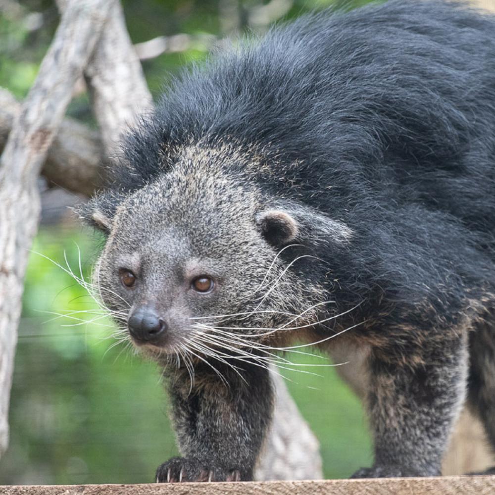 A binturong with a low, wide, muscular body, shaggy fur, whiskers, and tufted eyebrows