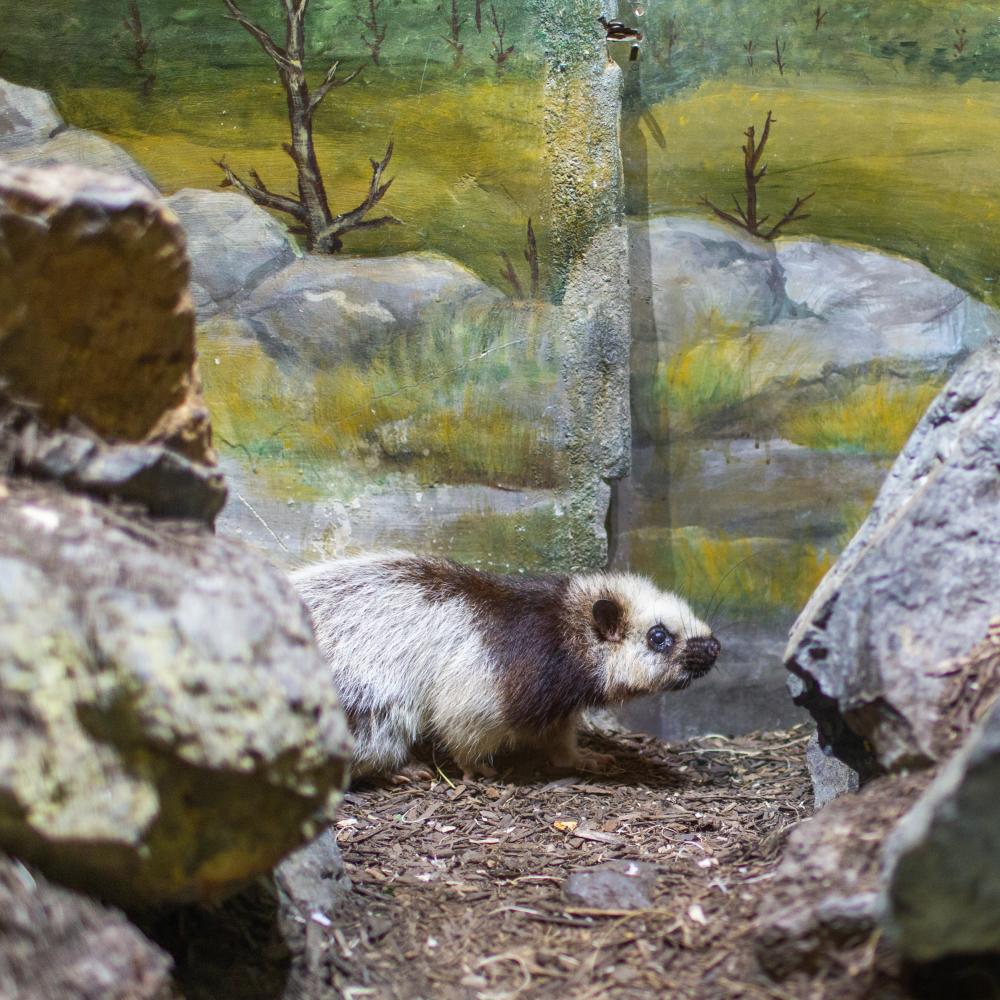 A northern Luzon giant cloud rat, a large rodent with thick fur, stands on mulch between large rocks