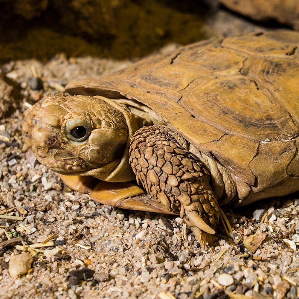 An African pancake tortoise with a flat shell, scaled limbs and a small head