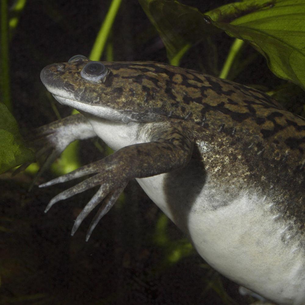 Olive and black frog resting underwater. Its underparts are white, flat head, & front legs have extremely long, pointed fingers