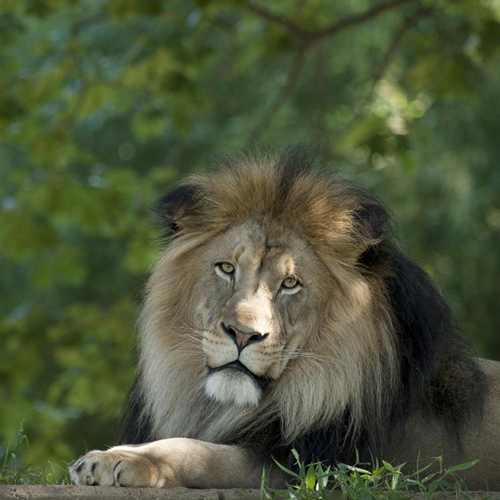 African lion laying down with greenery in the background