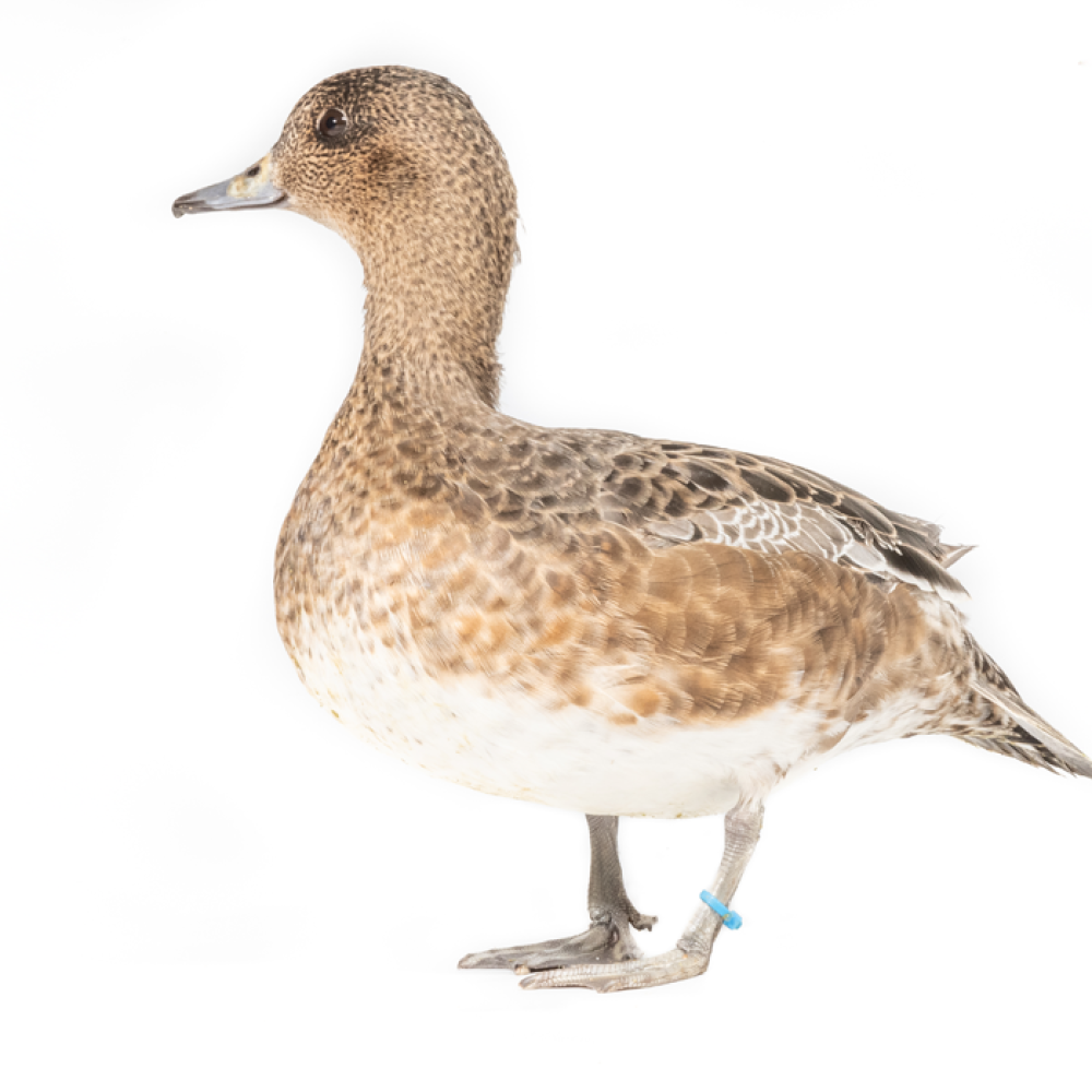 A female American wigeon, a medium-sized duck with tawny brown upperparts and creamy white belly, stands in side profile.