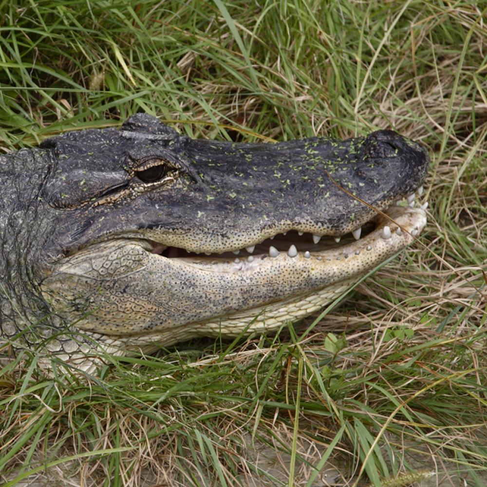 American alligator in the grass