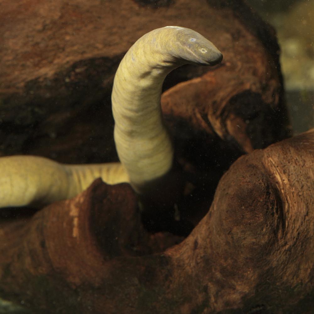 Whitish snakelike animal underwater.