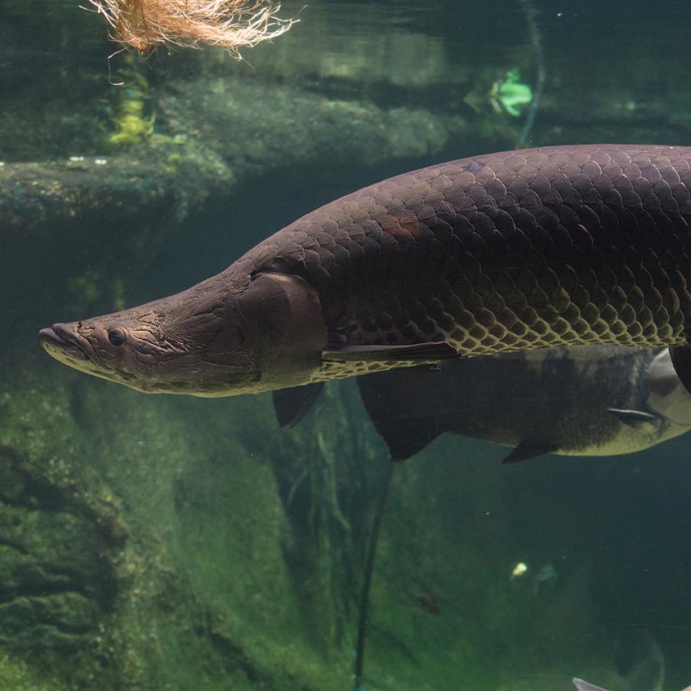 arapaima in water