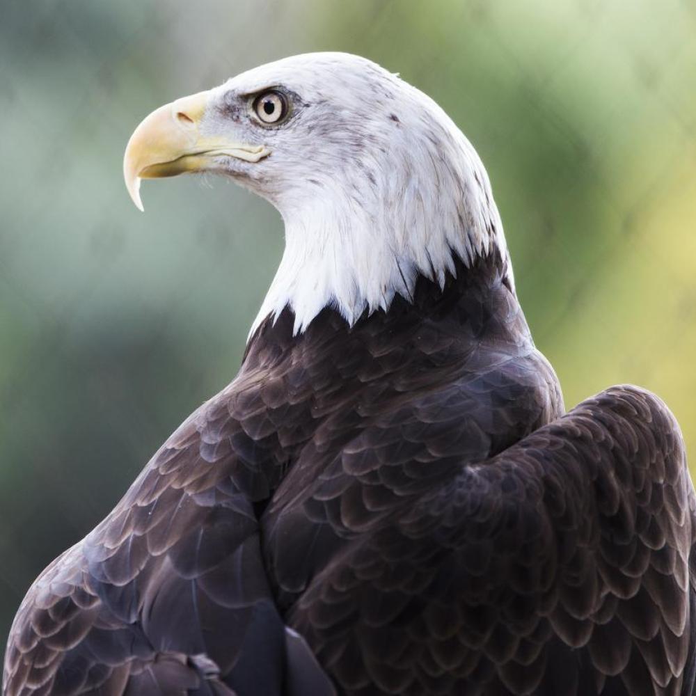 Bald Eagle leaf background