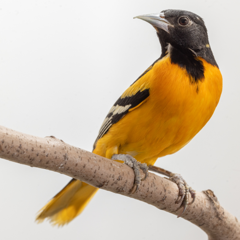 A male Baltimore oriole perches on a branch. Males have black heads and brilliant-orange bodies.