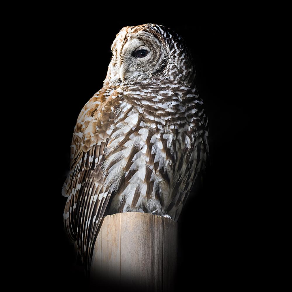 large gray and white owl sitting on a post