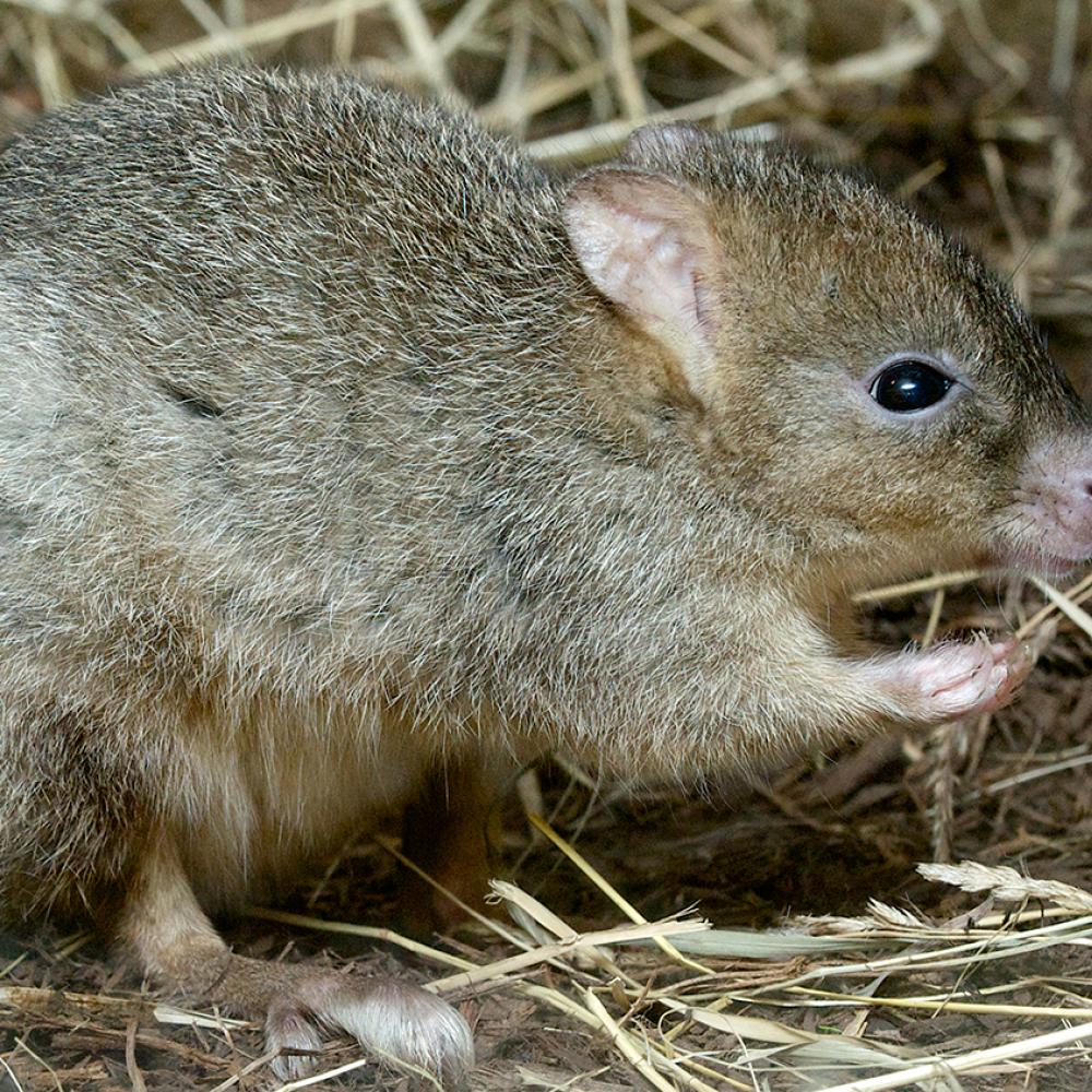 Furry brown small mammal that vaguely resembles a rabbit