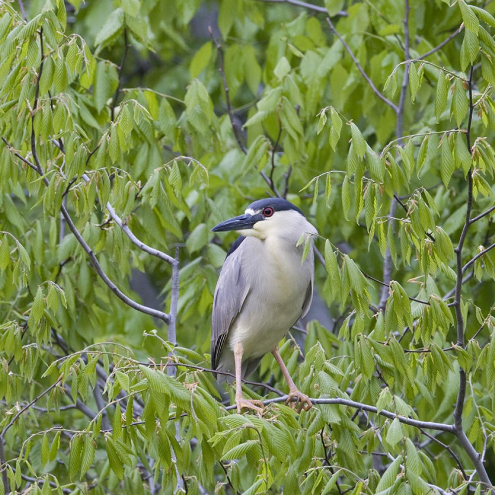 A black-crowned night heron perched in a tree surrounded by green leaves