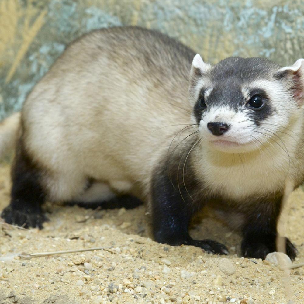 Black Footed Ferret sandy background