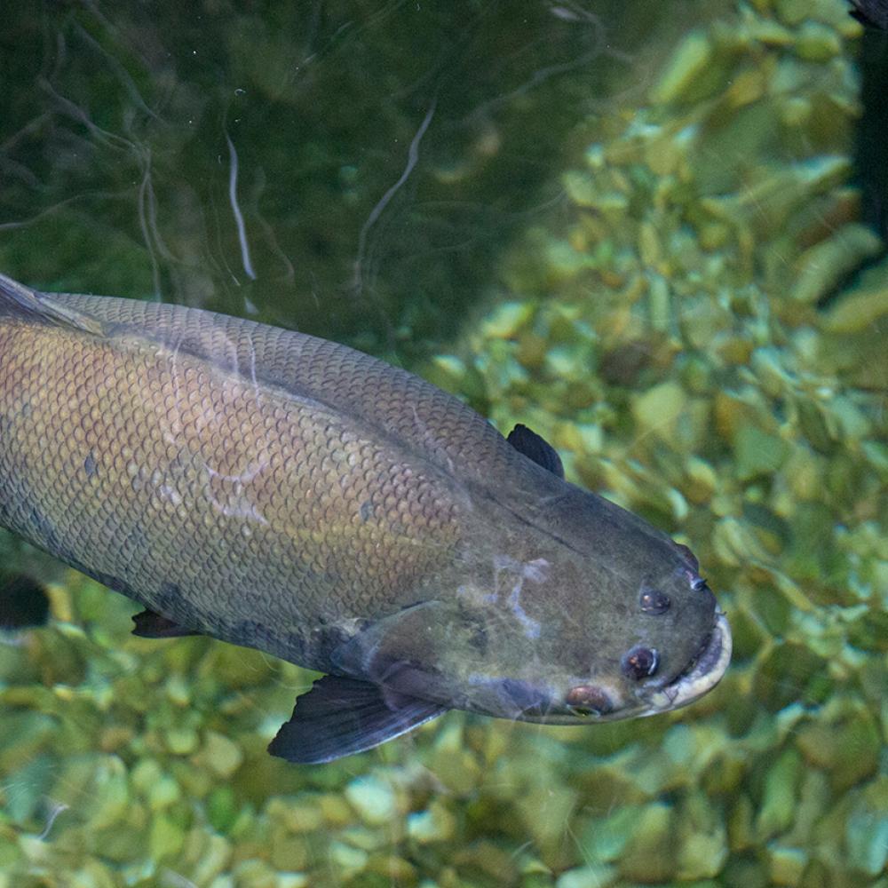 blackish fish, dorsal view showing intricate patterning of scales