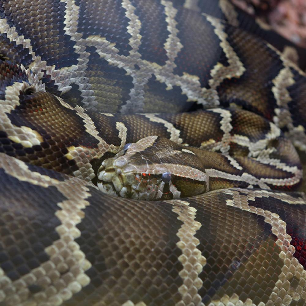 Huge snake coiled with head at center. Body is patterned with blotches of brown and separated by bands of white