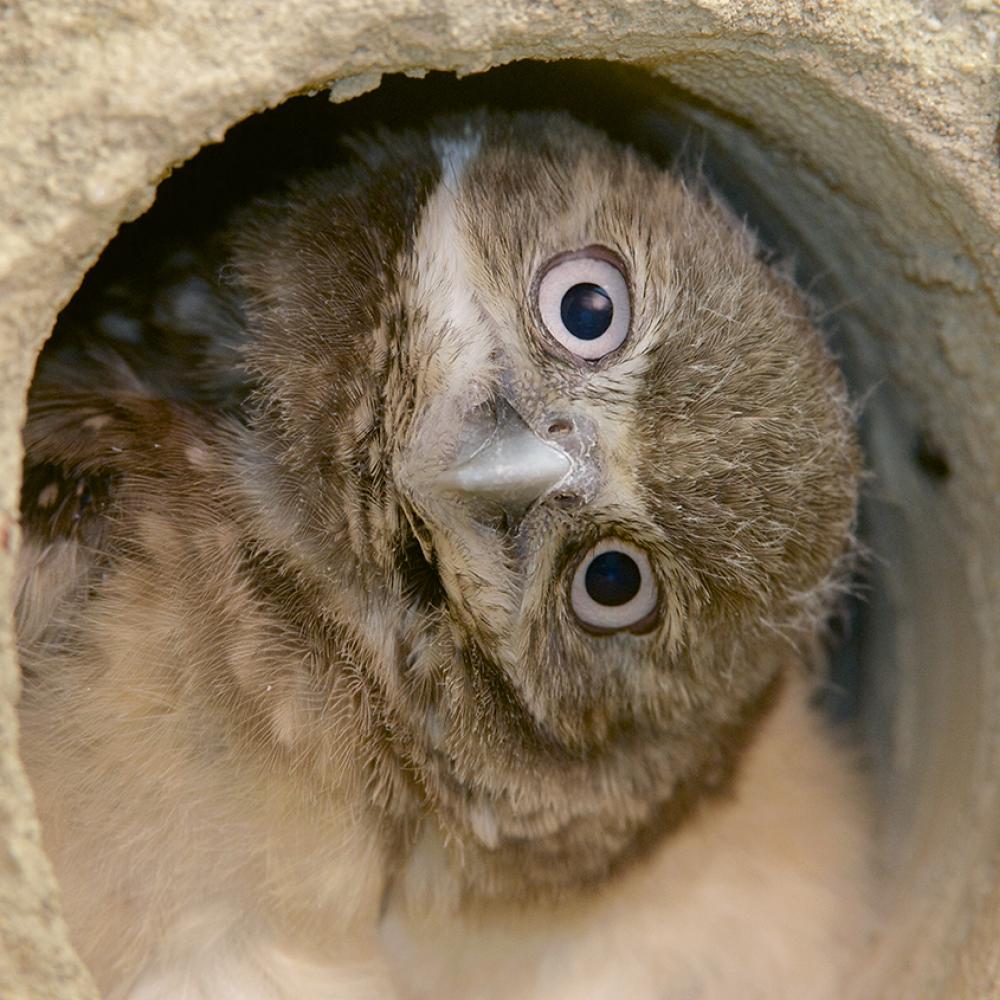 Burrowing owl