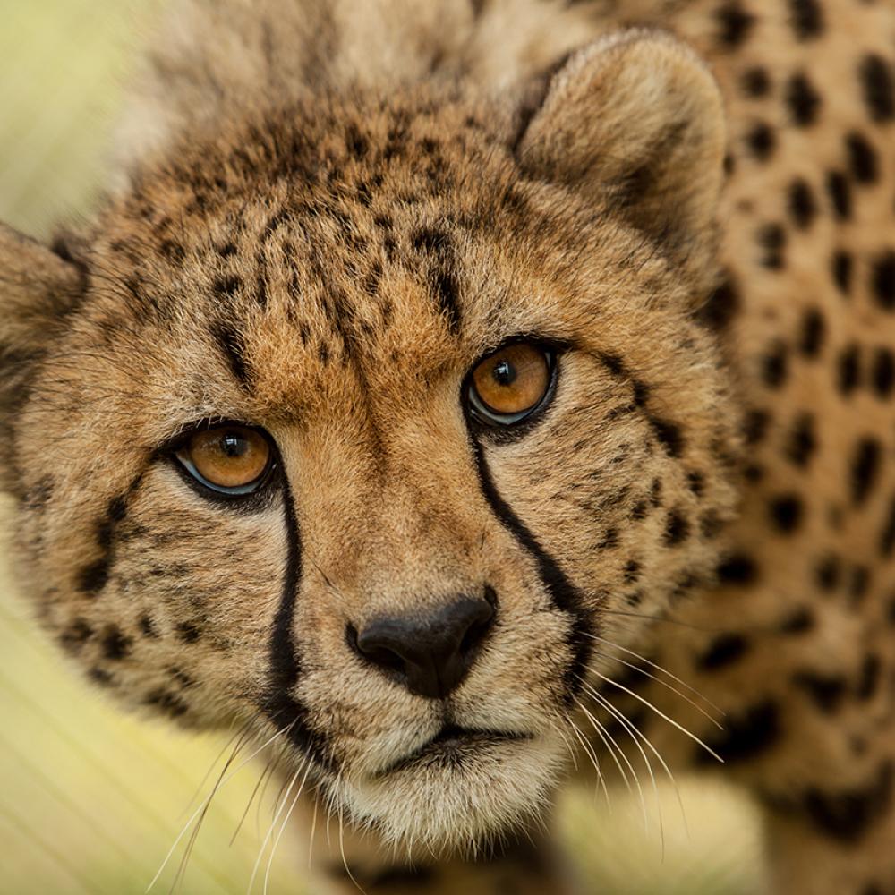 cheetah