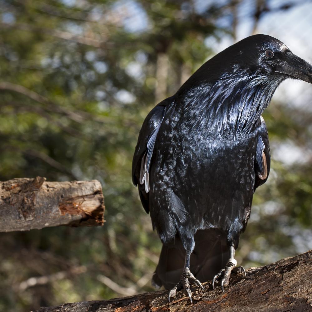 A medium-sized black bird, called a common raven, perched on a tree branch