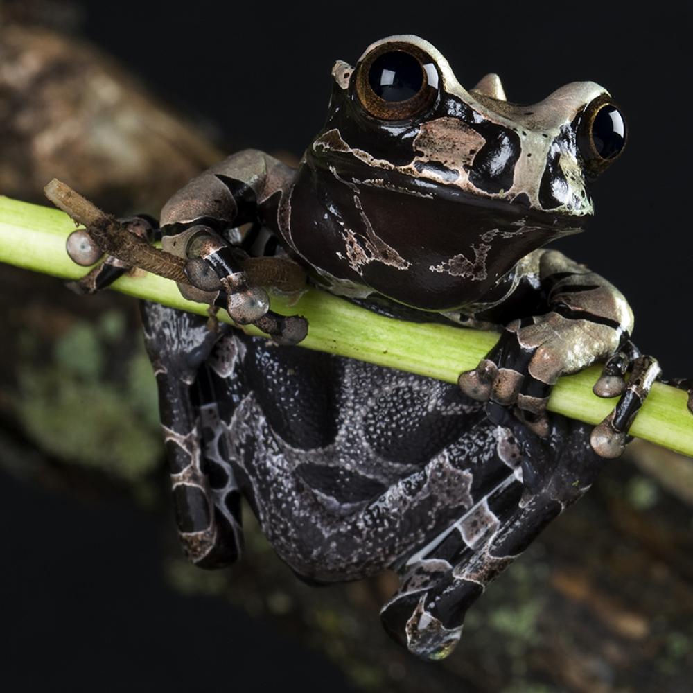 A coronated tree frog hanging onto a green stem