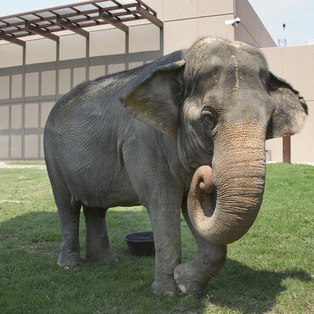 asian elephant