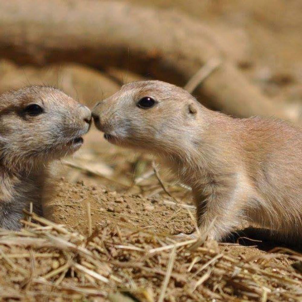 Two baby prairie dogs touching noses