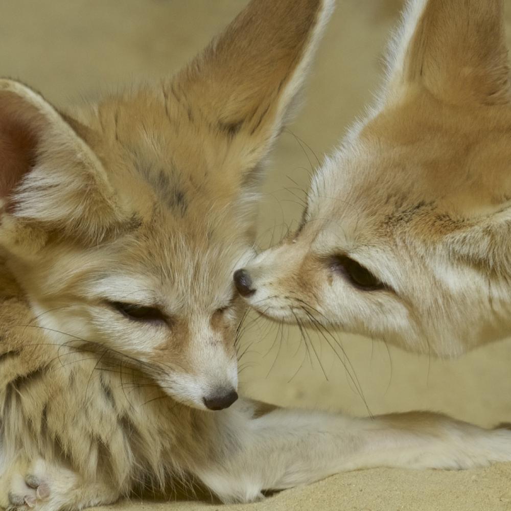 fennec foxes